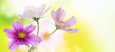 Arka plan üzerine güzel çiçekler