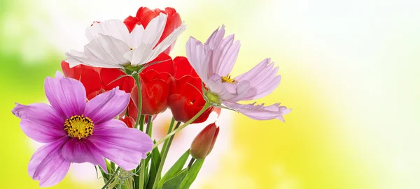 Όμορφα λουλούδια σε αφηρημένα φόντο — Φωτογραφία Αρχείου