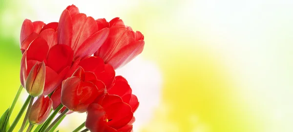 Schöne Blumen auf abstraktem Hintergrund — Stockfoto