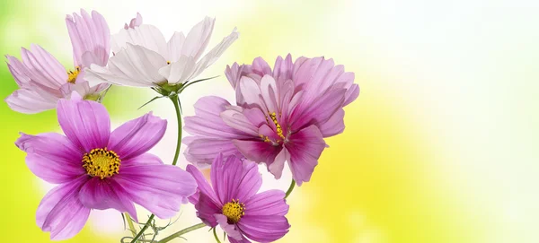 Piękne kwiaty na streszczenie tło — Zdjęcie stockowe