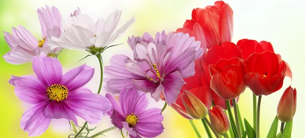 Beautiful flowers on abstract   background — Stock Photo, Image