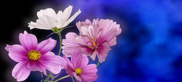 Krásné květiny na abstraktní pozadí — Stock fotografie