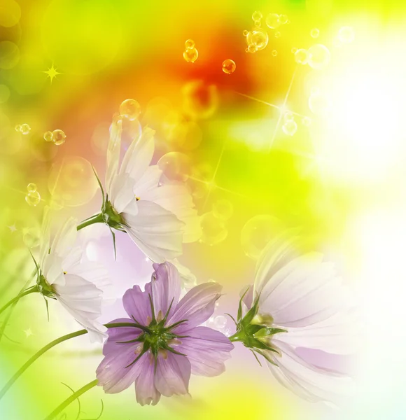 Naturen vacker background.flowers — Stockfoto