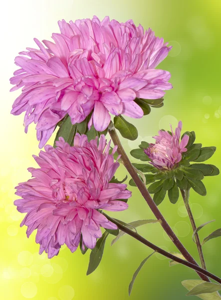 Krásný flowers.floral karta — Stock fotografie