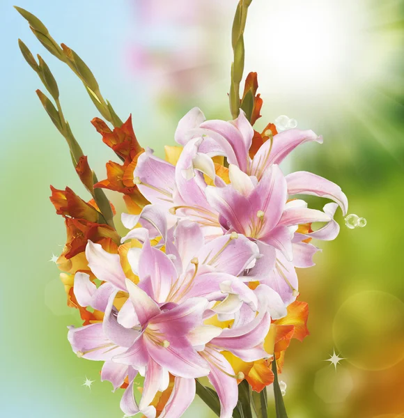 Vackra gladiolus — Stockfoto