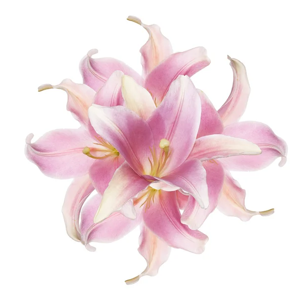 花のピンクの白い背景で隔離された美しいユリ — ストック写真