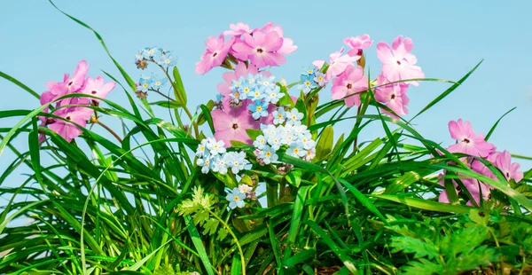 Blomväxter — Stockfoto