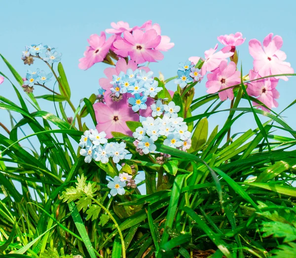 Blomväxter — Stockfoto