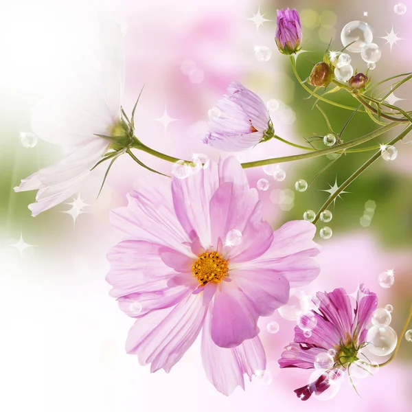 Flowers springtime background — Stock Photo, Image