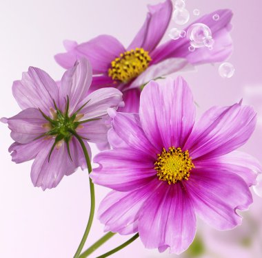 Çiçekler arka plan. Bahar