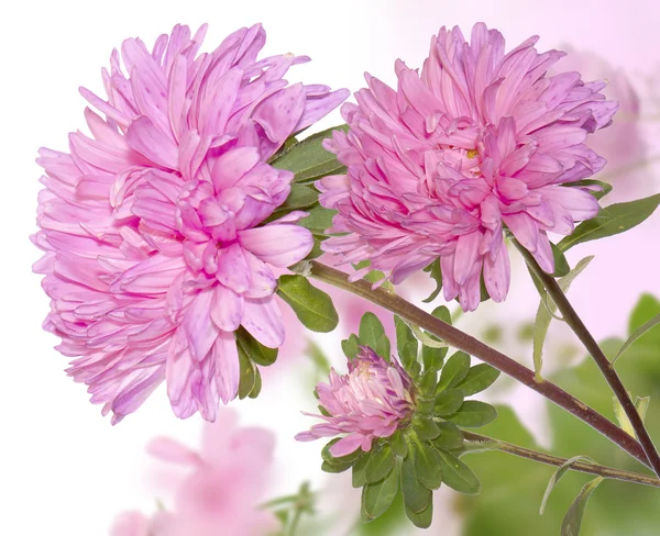 Flowers background.Springtime — Stock Photo, Image