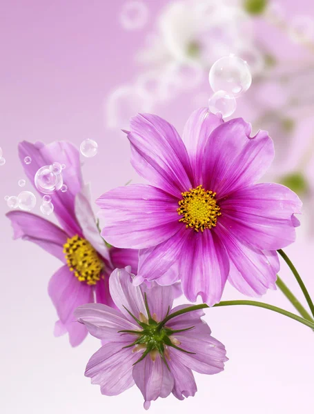 Blommor bakgrund. Springtime Stockfoto