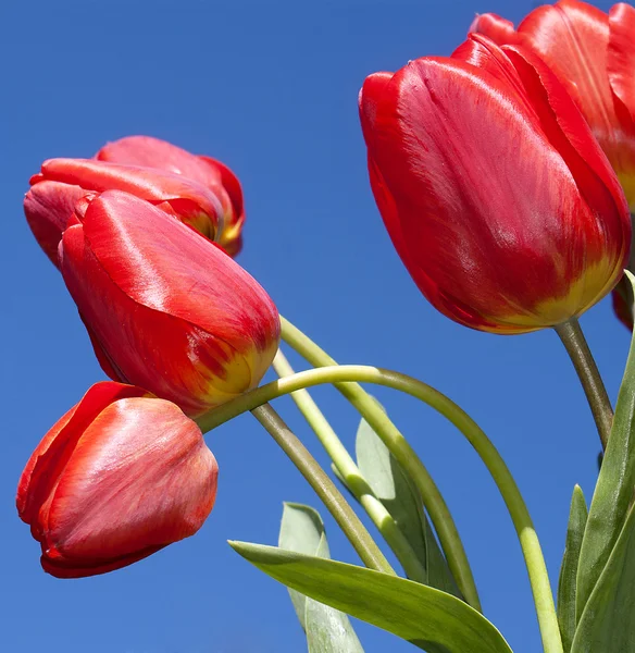 Temporada primavera tulips.Bouquet tulipanes —  Fotos de Stock