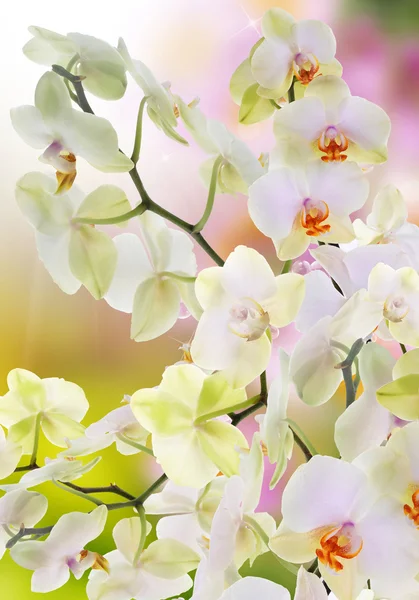 Orchidee — Stockfoto