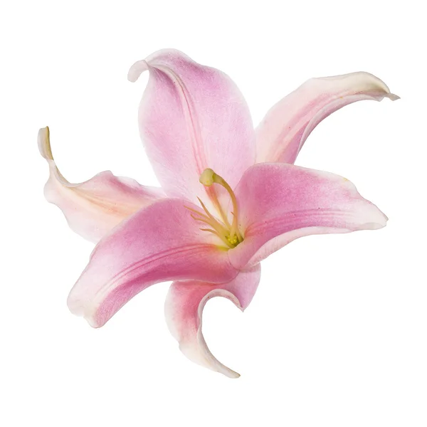 Flowers beautiful card.Japanese Lily — Stock Photo, Image