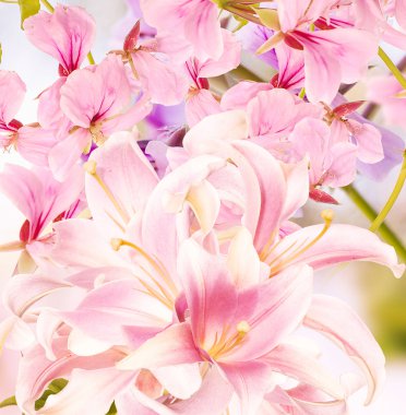 Güzel kart çiçekler. Japon Lily