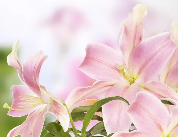 Blommar vackert kort. Japanska Lily — Stockfoto