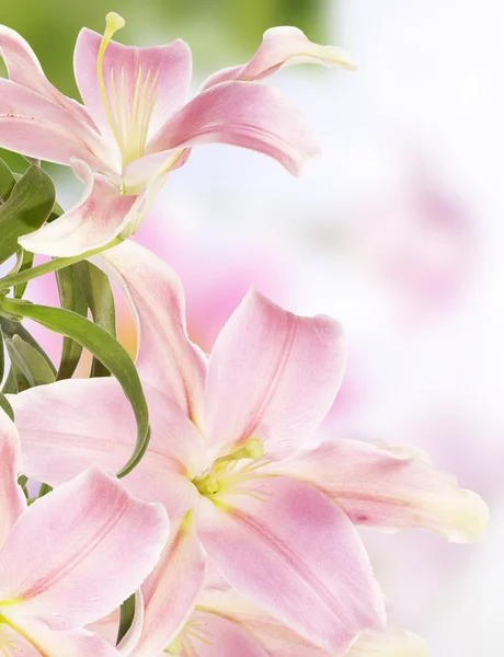 花の美しいカード。日本のユリ — ストック写真