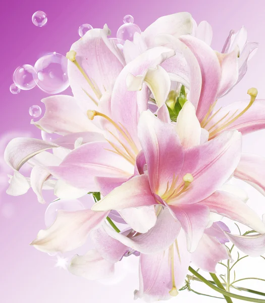 Flowers beautiful card.Japanese Lily — Stock Photo, Image