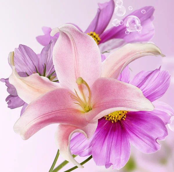 Flowers beautiful card.Japanese Lily — Stock Photo, Image