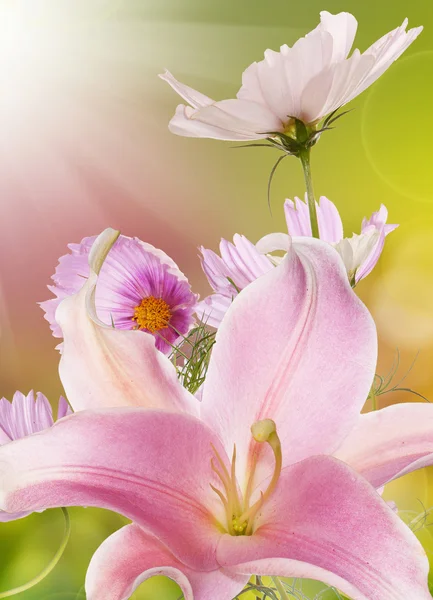 Flowers beautiful card.Japanese Lily — Stock Photo, Image