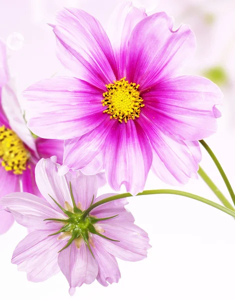 Blumen schöne Karte. — Stockfoto