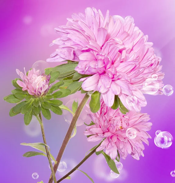 Flowers beautiful card. Stock Photo