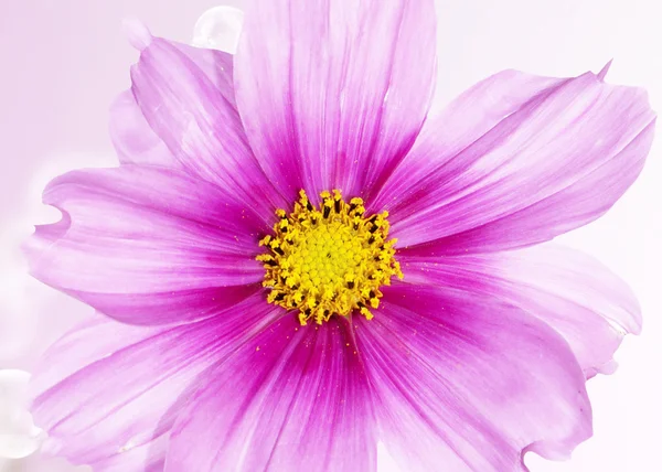 Roze mooie bloem close-up — Stockfoto
