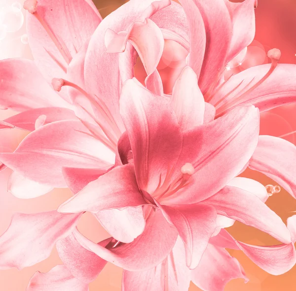 Beautiful flower Lily closeup — Stock Photo, Image