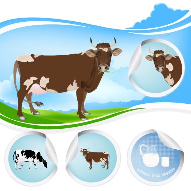 Cow.Farming süt ürünleri. Taze süt