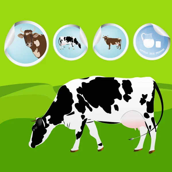 Cow.Farming 乳制品。新鲜的牛奶 — 图库矢量图片
