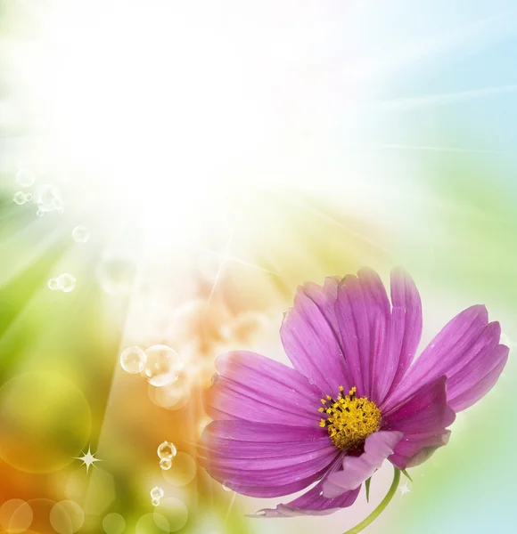 Vacker blomma — Stockfoto