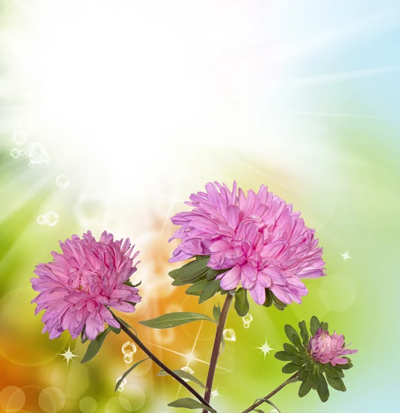 Beautiful flower — Stock Photo, Image