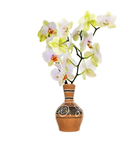 Vintage retro ceramic vase with flowers orchid on a white background — Stock Photo, Image