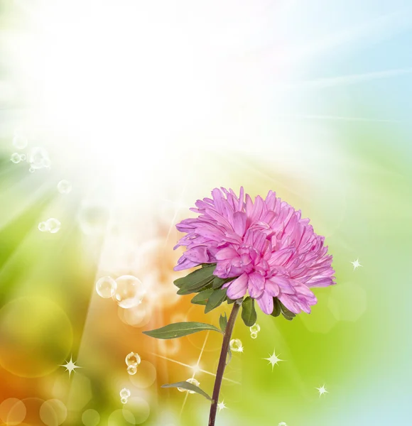 Schöne Blume — Stockfoto