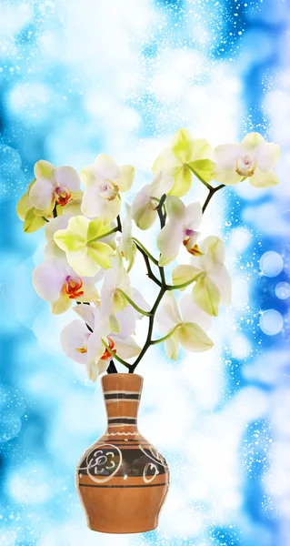 Blooming Orchid in vintage ceramic vase over snow blue abstract Christmas background — Stock Photo, Image