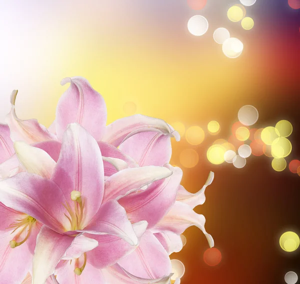 美しい花の花束 — ストック写真