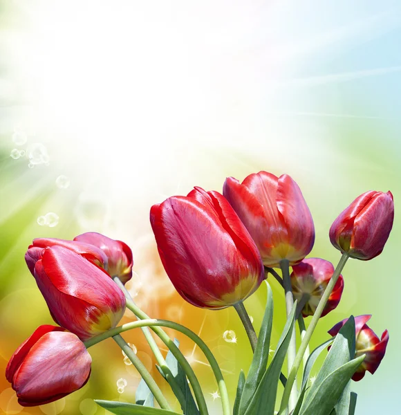 The background of the beautiful flowers — Stock Photo, Image