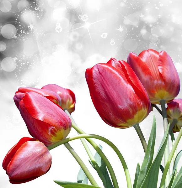 Red tulips.valentine Tag — Stockfoto