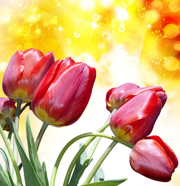 Red tulips.valentine Tag — Stockfoto