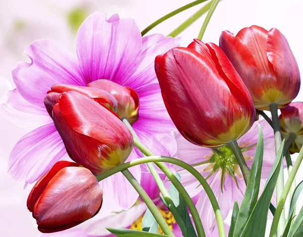 Trädgården vackra röda tulpaner. Blommor bakgrund — Stockfoto