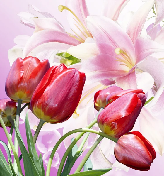 Garden beautiful red tulips.Flowers background — Stock Photo, Image