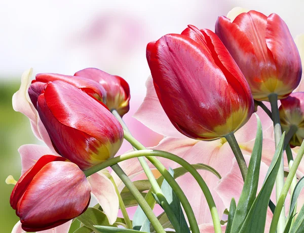 Tulipani rossi.Giorno di San Valentino — Foto Stock