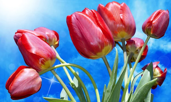 Red tulips.valentine day — Stock Photo, Image