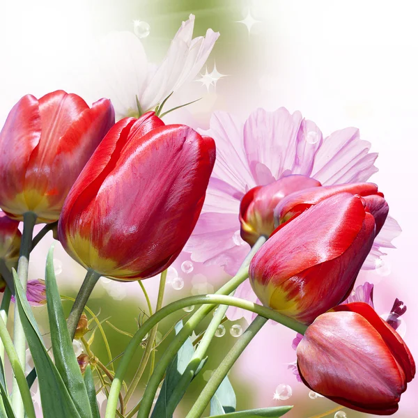 As belas tulipas vermelhas.Valentine Day.Holiday — Fotografia de Stock