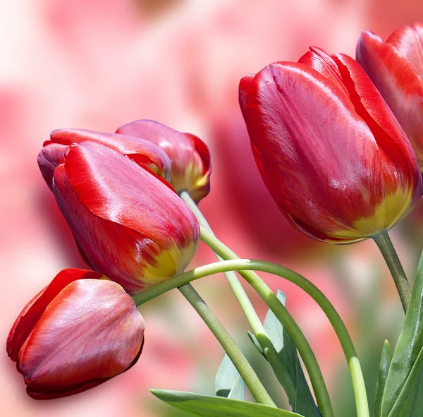 Piękne czerwone tulipany. Valentine Day.Holiday — Zdjęcie stockowe
