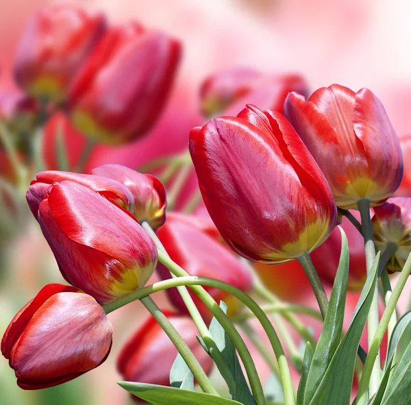 The beautiful red tulips.Valentine Day.Holiday — Stock Photo, Image