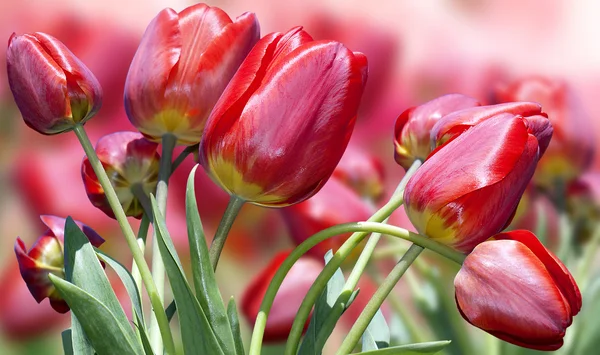 Kırmızı güzel Tulips.Spring zaman doğa — Stok fotoğraf