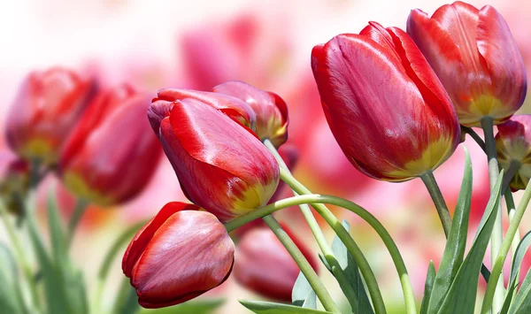 Red beautiful Tulips.Spring time nature — Stock Photo, Image