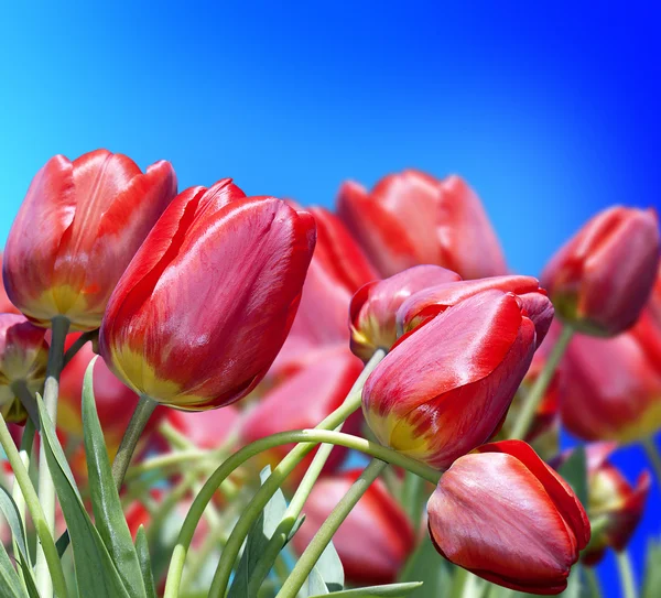 Garten rote Tulpen — Stockfoto